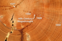 Every year trees grow a new layer of bark. When you cut through a tree you can see these different layers as rings. The thicker the ring the better the growing conditions were that year. That allows scientists to work out what the temperature, precipitation and carbon dioxide levels are likely to have been for each year.