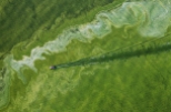 Boats going through an algae bloom on Lake Erie near Toledo, Ohio.