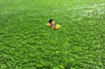 A boy swims in algae-covered waters off the coast of Qingdao, China (map) in 2011—just one of the places around the world where algae blooms are a growing problem.