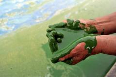 A fisherman cups algae-choked water from China's Chaohu Lake in 2009.