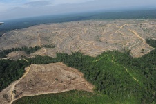 This photo shows a heavily logged concession affiliated with Asia Pulp and Paper, or APP, one of the world's largest papermakers, on the Indonesian island of Sumatra, in 2010.