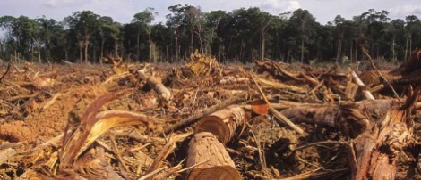 Deforestation in the Amazon for farm land