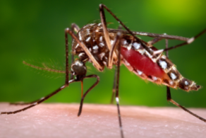 An Aedes aegypti mosquito, the chief vector of Zika virus.