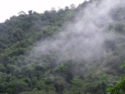 Transpiration from the Amazon is vital for the water cycle to take place