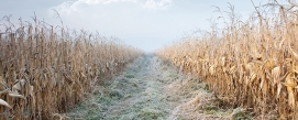 Some 24,000 hectares of farmland have been affected by severe frost in the Mexican state of Sonora.