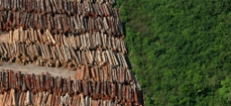 Logging causes great deforestation in the Amazon