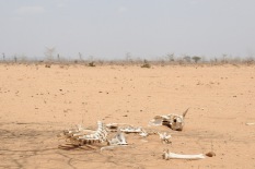 Severe drought affecting hundreds and thousands in Somalia.