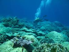 Coral reefs are a major concern in a world of increasing ocean acidification and nutrients.