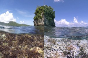 Globally Warming Oceans Are Killing Coral Reefs, like here in Samoa.