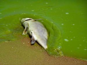 This dead fish suffocated during the massive algae bloom in Lake Erie in 2011.