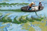 Two people row their way across algae-infested Chaohu Lake, China, in a 2009 picture.